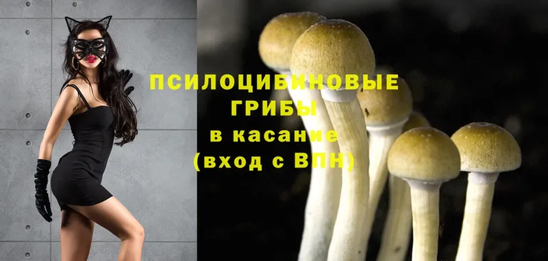 магазин    Бабаево  Галлюциногенные грибы Psilocybine cubensis 